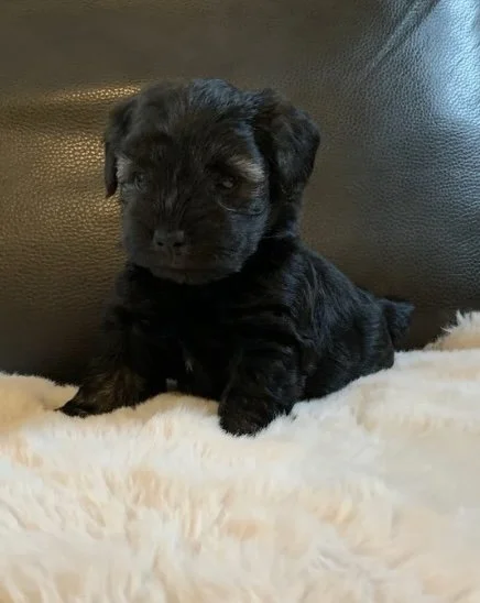 A small black puppy sitting on a soft beige blanket in front of a dark leather couch.