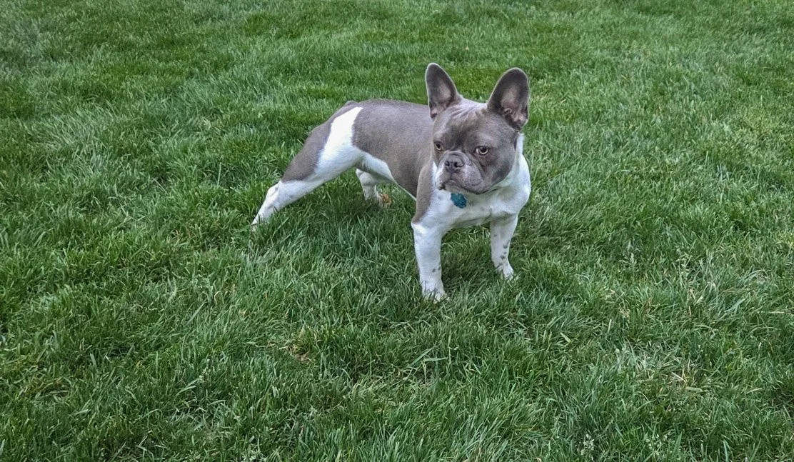 A Boston Bulldog standing on green grass, looking to the side.