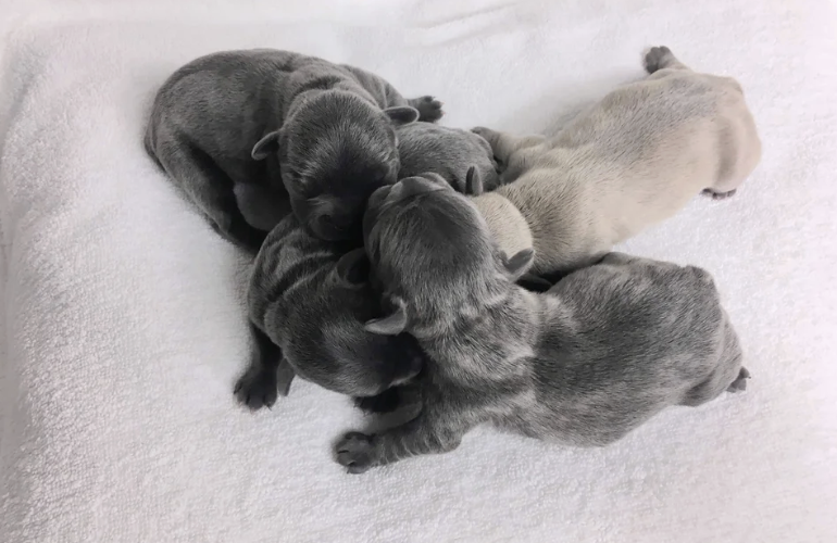 Six newborn puppies, mostly gray with some light-colored, lying together on a soft white surface.
