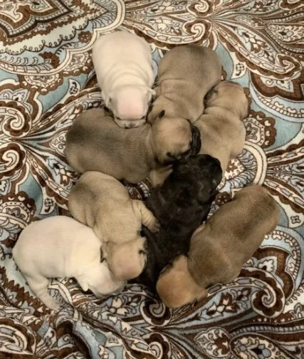 Nine puppies of various colors, including cream, black, and tan, sleeping in a circular pattern on a patterned fabric surface.