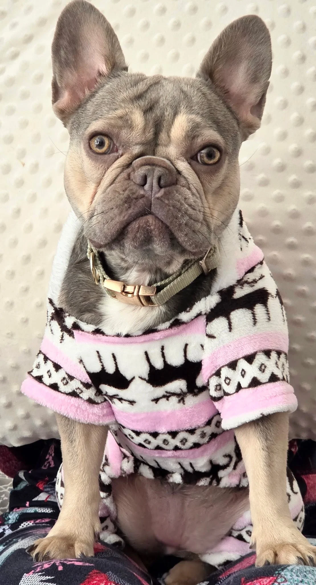 A French Bulldog puppy wearing a pink, black, and white patterned sweater sitting on someone's lap. The background is a beige, textured surface.