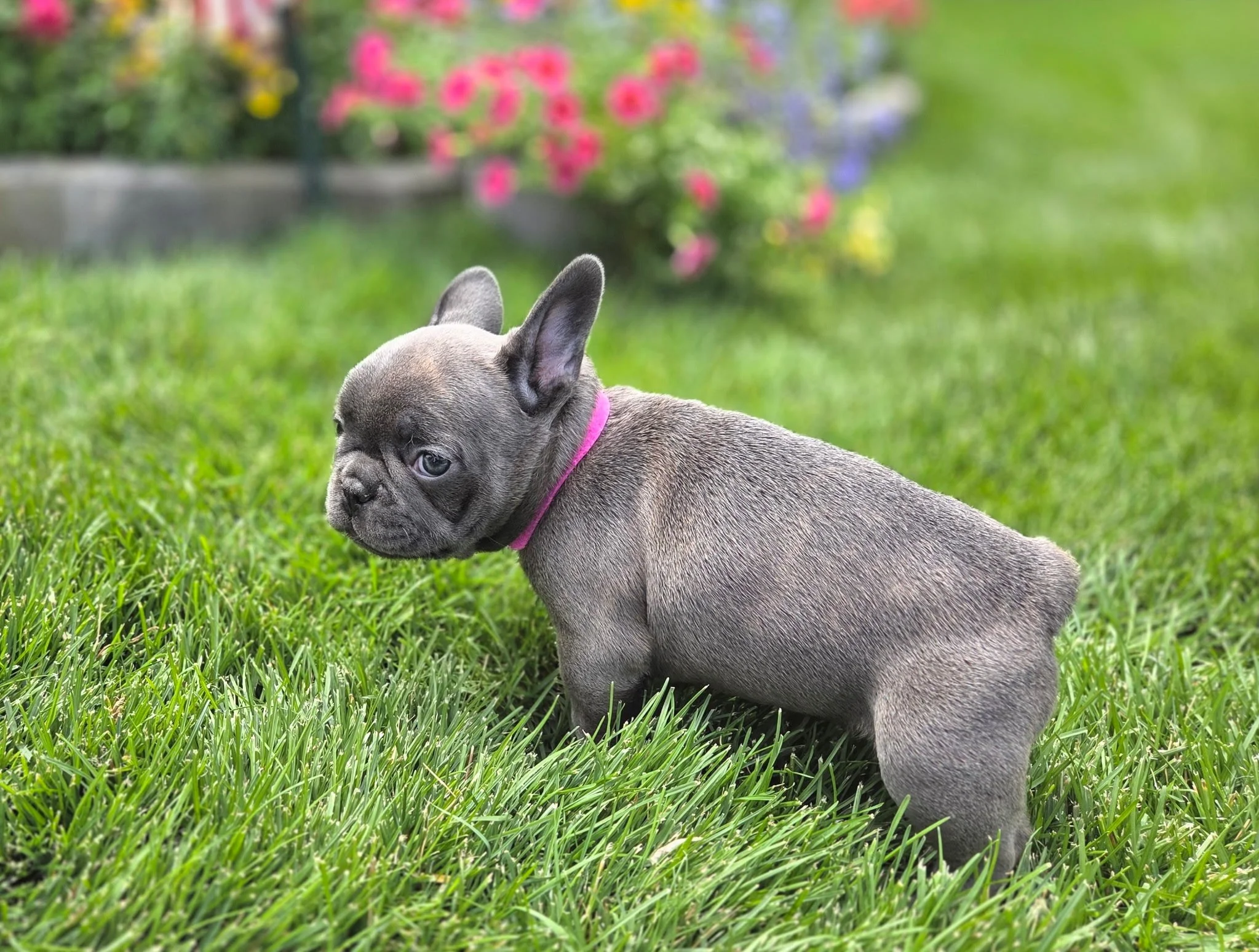 A gray French Bulldog puppy lying on green grass with pink flowers in the background.