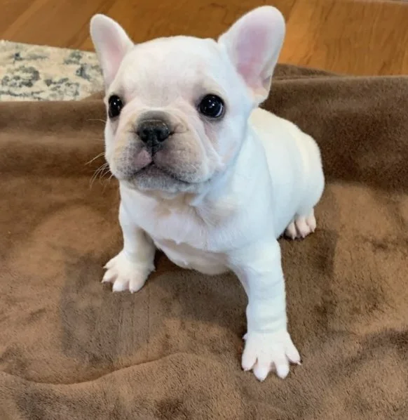 A small white French Bulldog puppy sitting on a brown blanket.
