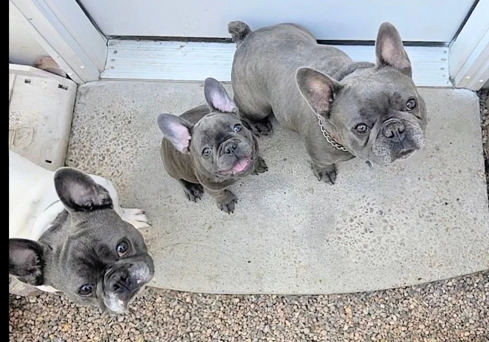 Three French Bulldogs sitting on a concrete porch, looking up at the camera, with one puppy licking its lips and the others with alert expressions.