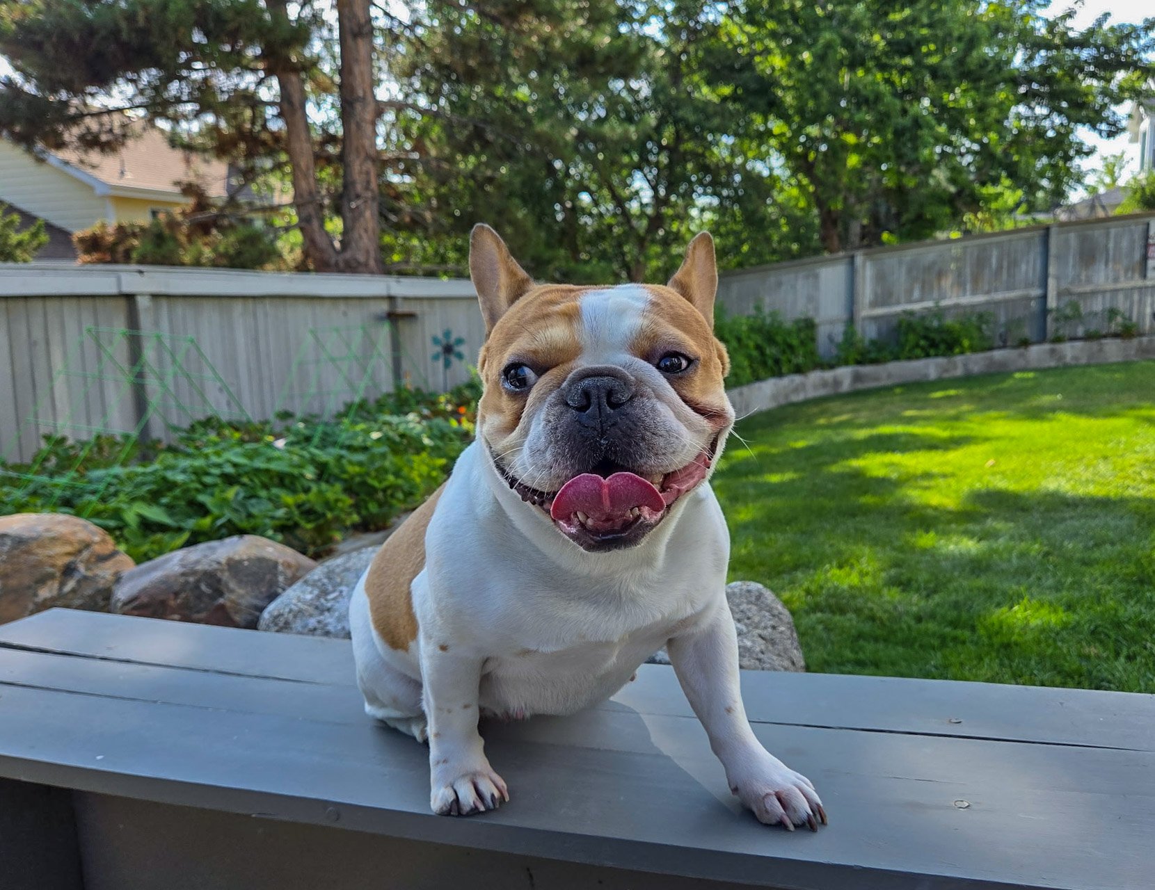 Happy French Bulldog with a brown and white coat standing on a gray outdoor table in a backyard, smiling with its tongue out, green grass, trees, and a wooden fence in the background.