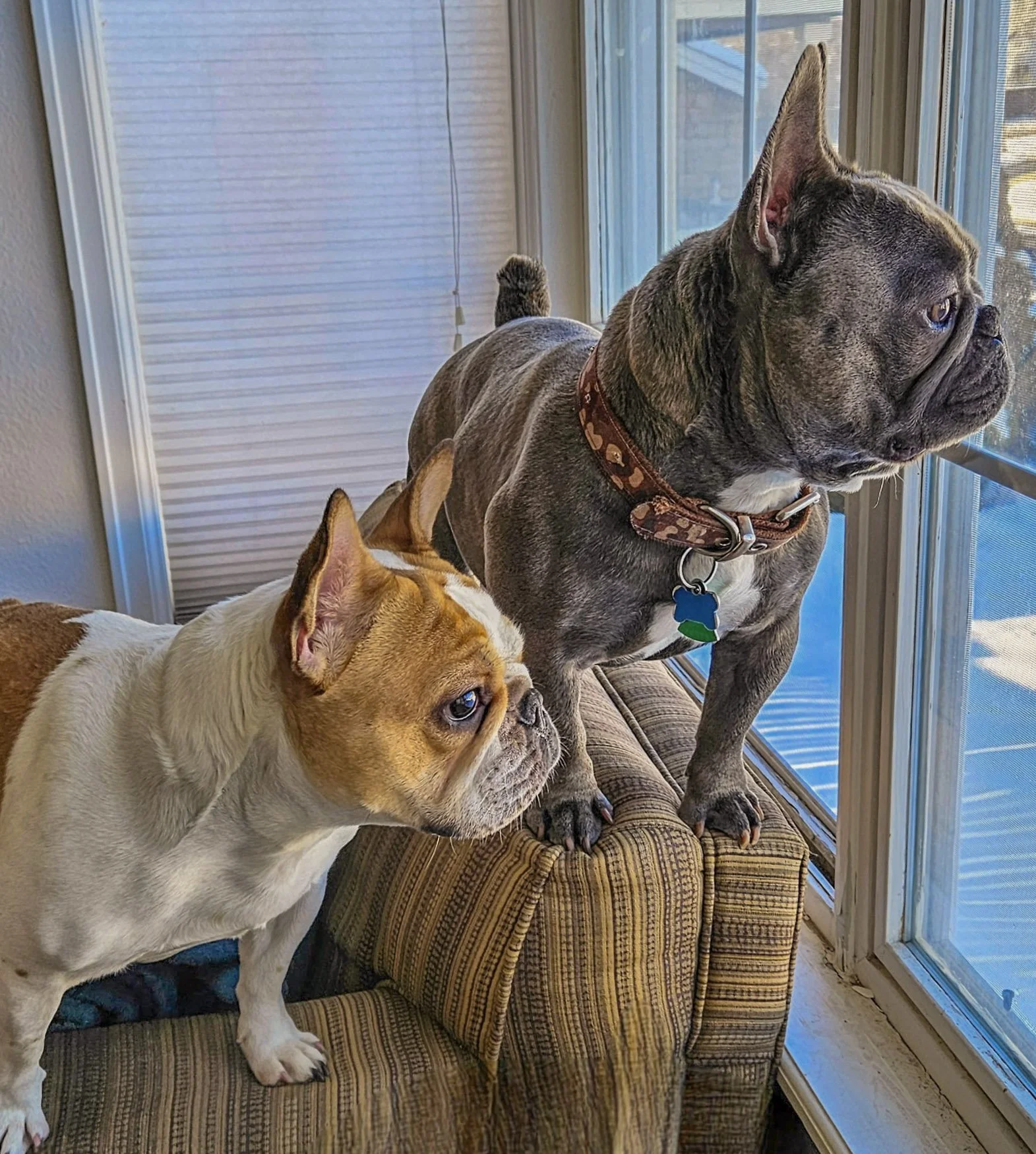 Two dogs, a French Bulldog with a cream and tan coat and a brindle and white English Bulldog, sitting on a patchwork cushioned chair by a large window, looking outside.