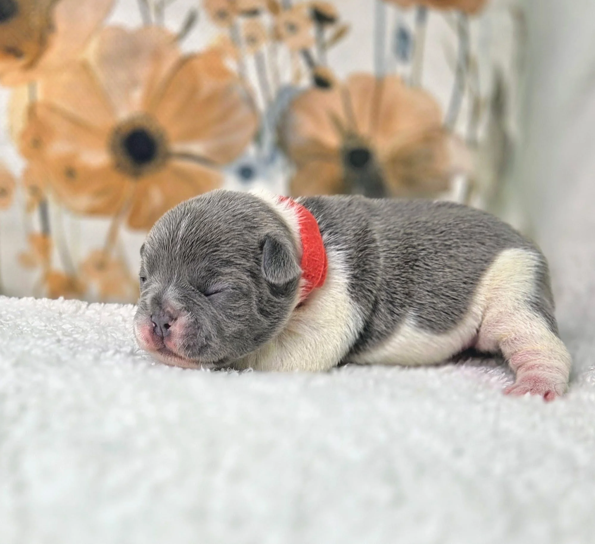 A small, sleeping puppy with gray and white fur, wearing a red collar, on a white textured surface. In the background, there are large, orange flowers with black centers and some decorative white branches.