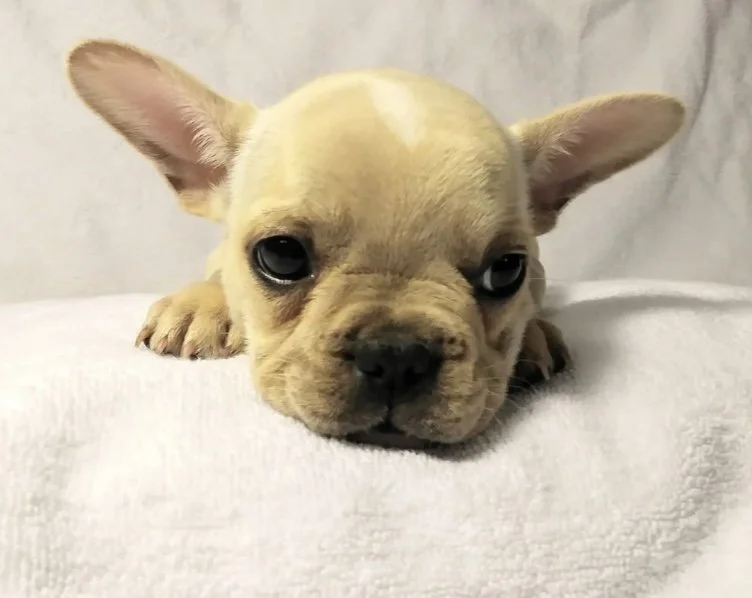 Close-up of an adorable light-colored French Bulldog puppy lying on a white blanket with a neutral background.