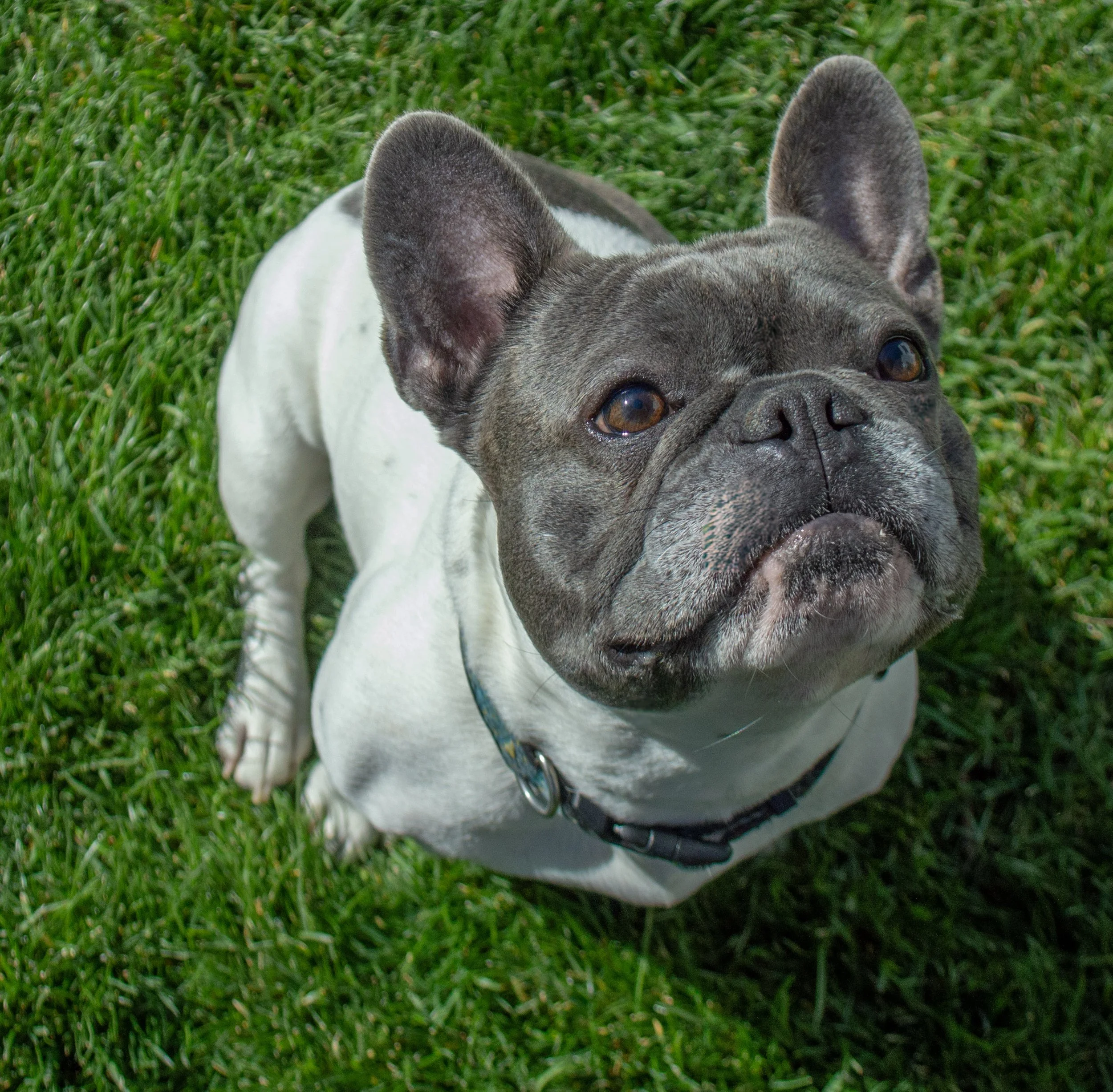 Close-up of a French Bulldog lying on green grass, looking directly at the camera with a happy expression
