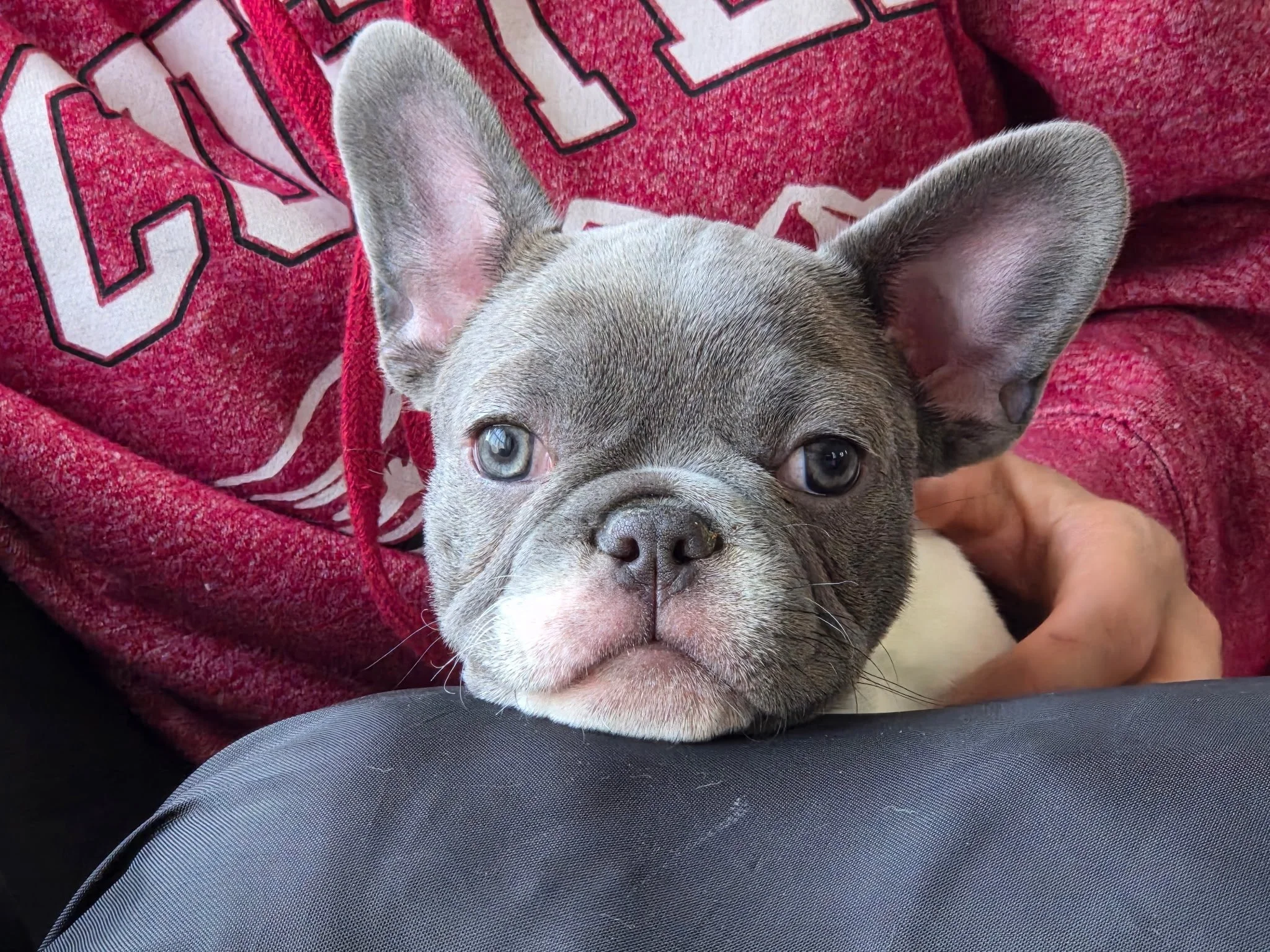 Close-up of a French Bulldog puppy with gray fur, bright eyes, and large ears, lying on a person’s lap on a red shirt with black and white lettering
