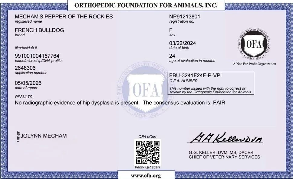 Dog's orthodontic evaluation report from the Orthopedic Foundation for Animals, issued for a French Bulldog named Mecham's Pepper of the Rockies, born on March 22, 2024, indicating no radiographic evidence of hip dysplasia.
