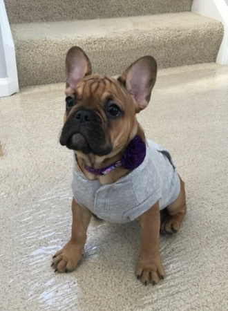 Cute French Bulldog puppy sitting on carpeted floor near stairs, wearing a gray shirt and purple bow around its neck.