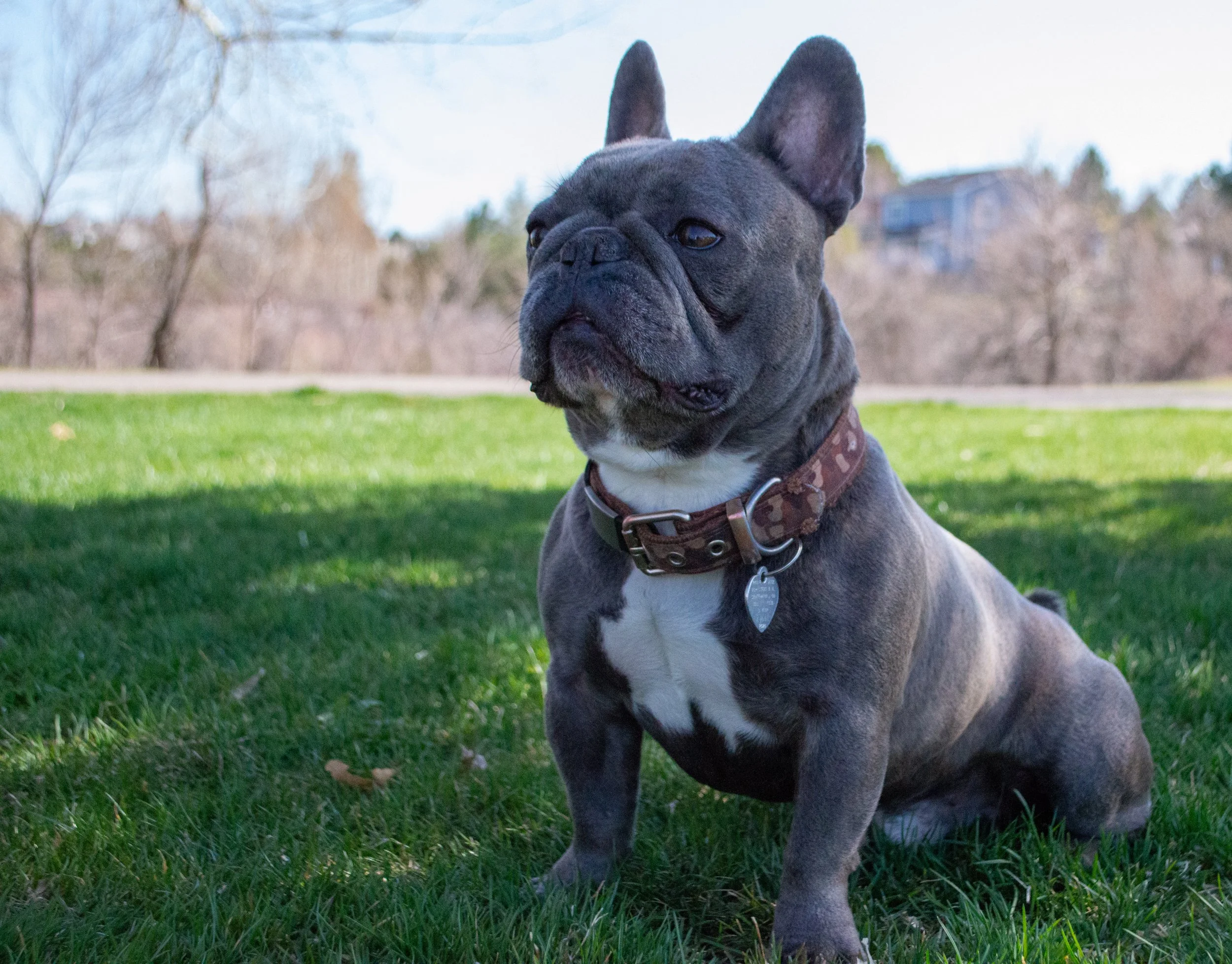 A blue French Bulldog with brindle markings sitting on grass outdoors on a sunny day.