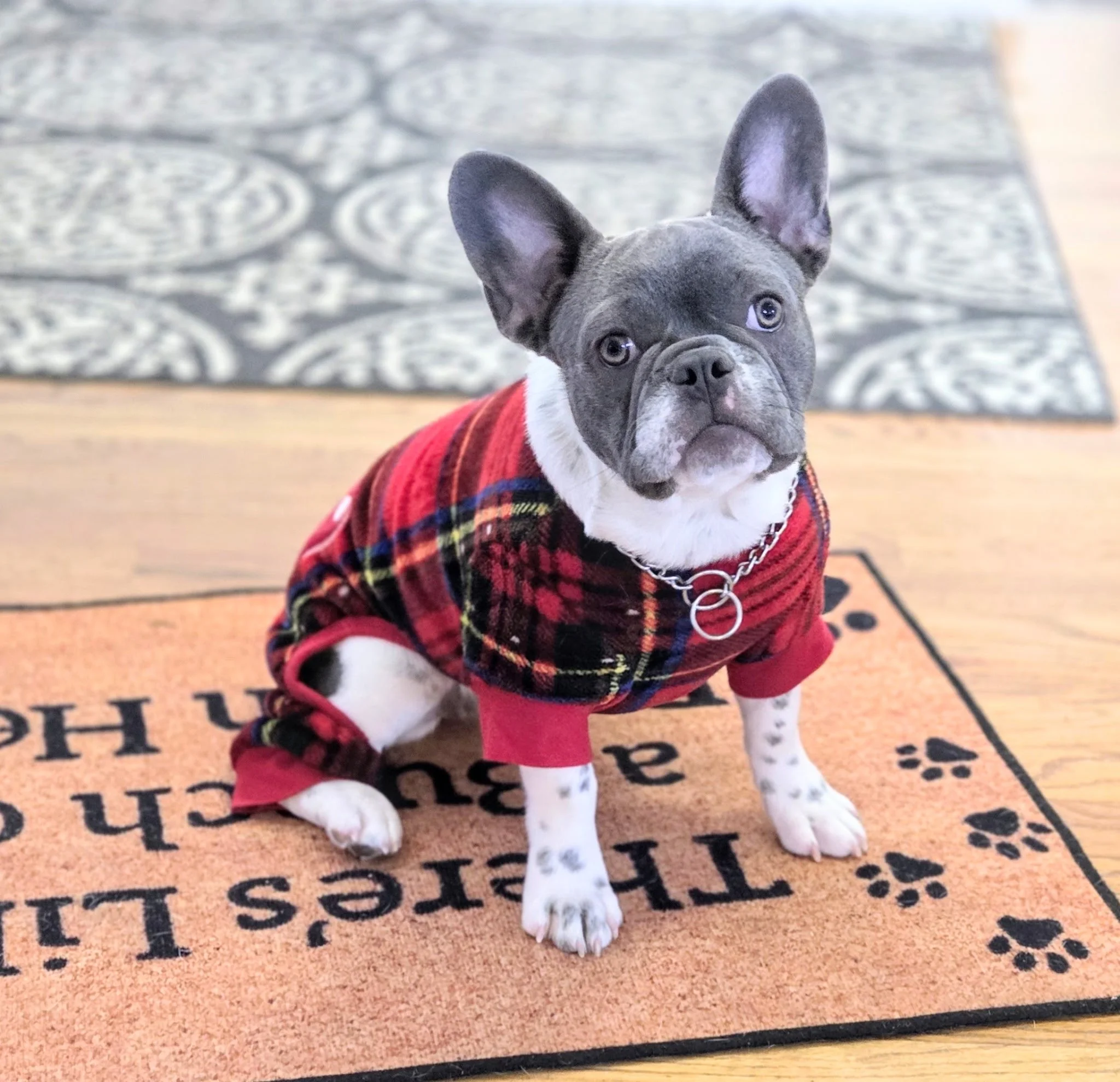 A grey French bulldog puppy sitting on a doormat with black letters, wearing a red, black, and yellow plaid sweater with red cuffs.
