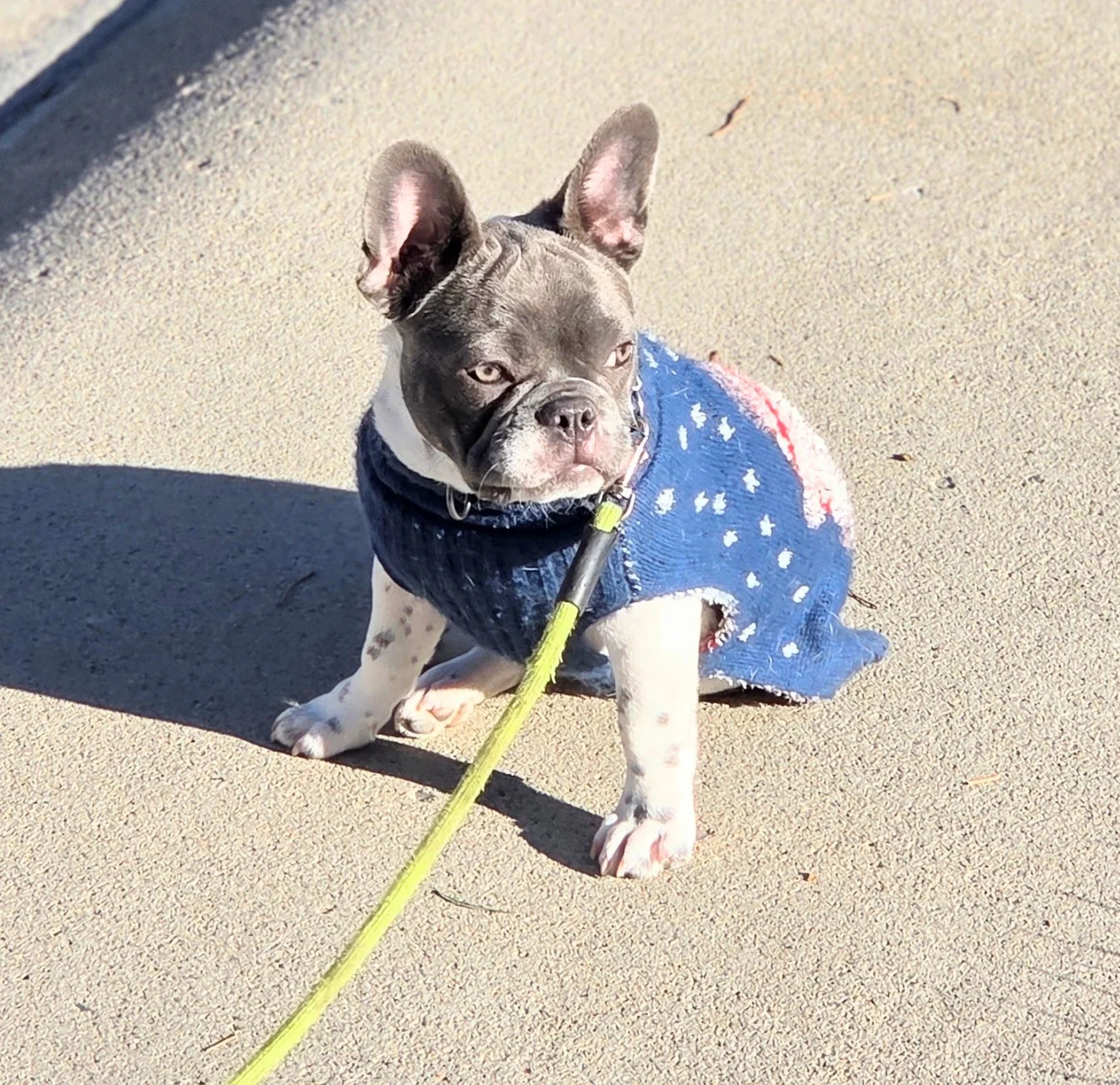 A French Bulldog wearing a blue sweater with white stars, sitting on a sidewalk with a yellow leash attached to its collar.
