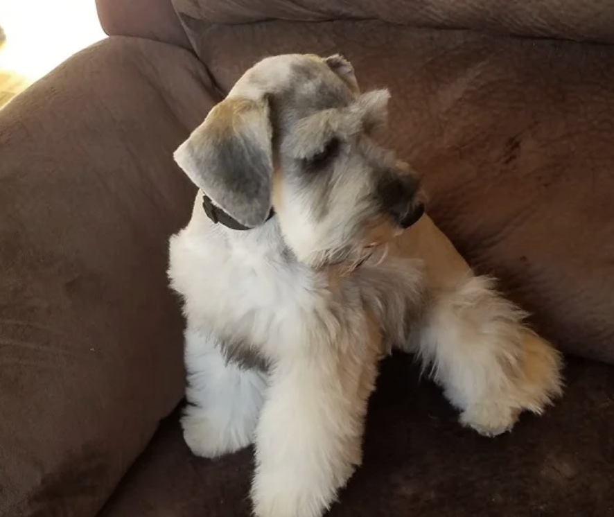 A fluffy puppy with a mix of white and gray fur sitting on a brown couch, looking to the side.