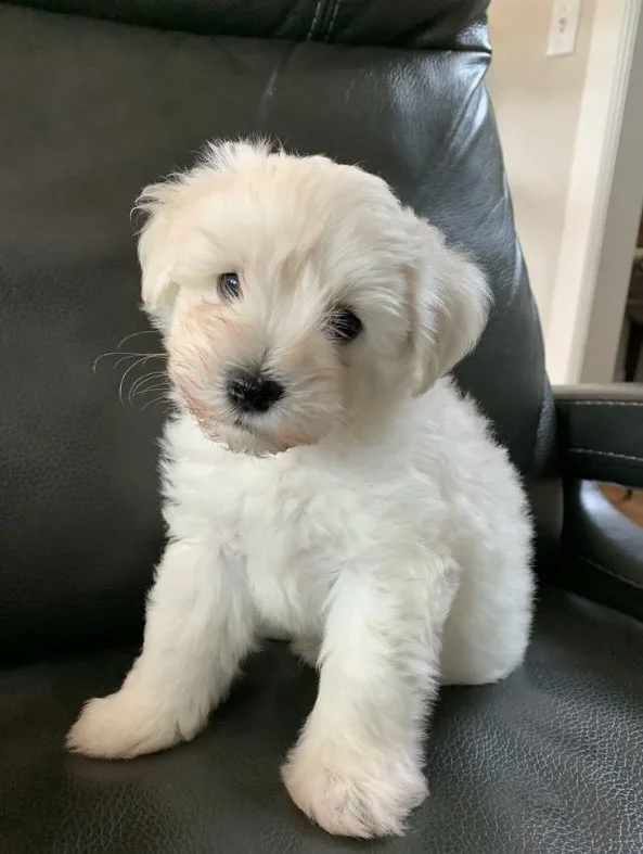 A cute fluffy white puppy with light brown markings on its face, sitting on a black leather chair.