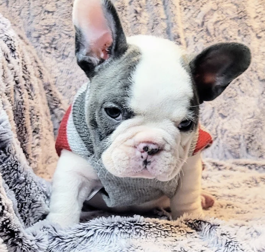 A cute French Bulldog puppy with one blue eye and one dark eye, sitting on a soft, textured blanket, wearing a red and gray sweater.