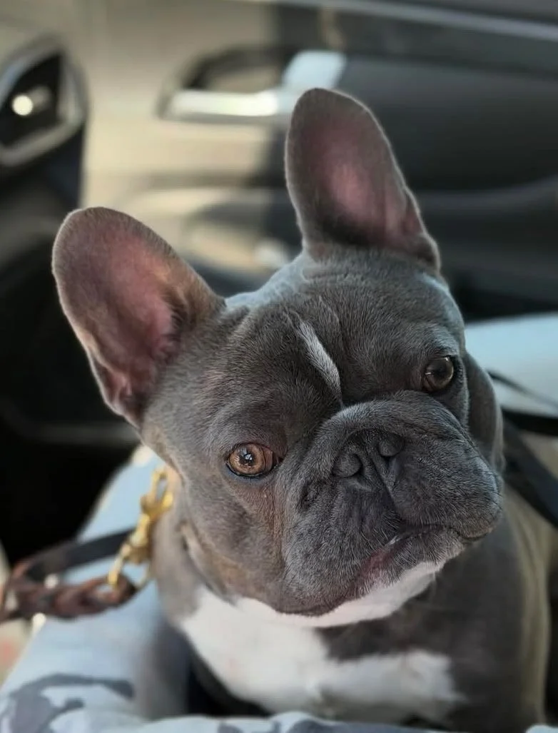 Close-up of a French Bulldog with a grey and white coat, sitting inside a car. The dog has one eye squinting, one eye open, and large upright ears.