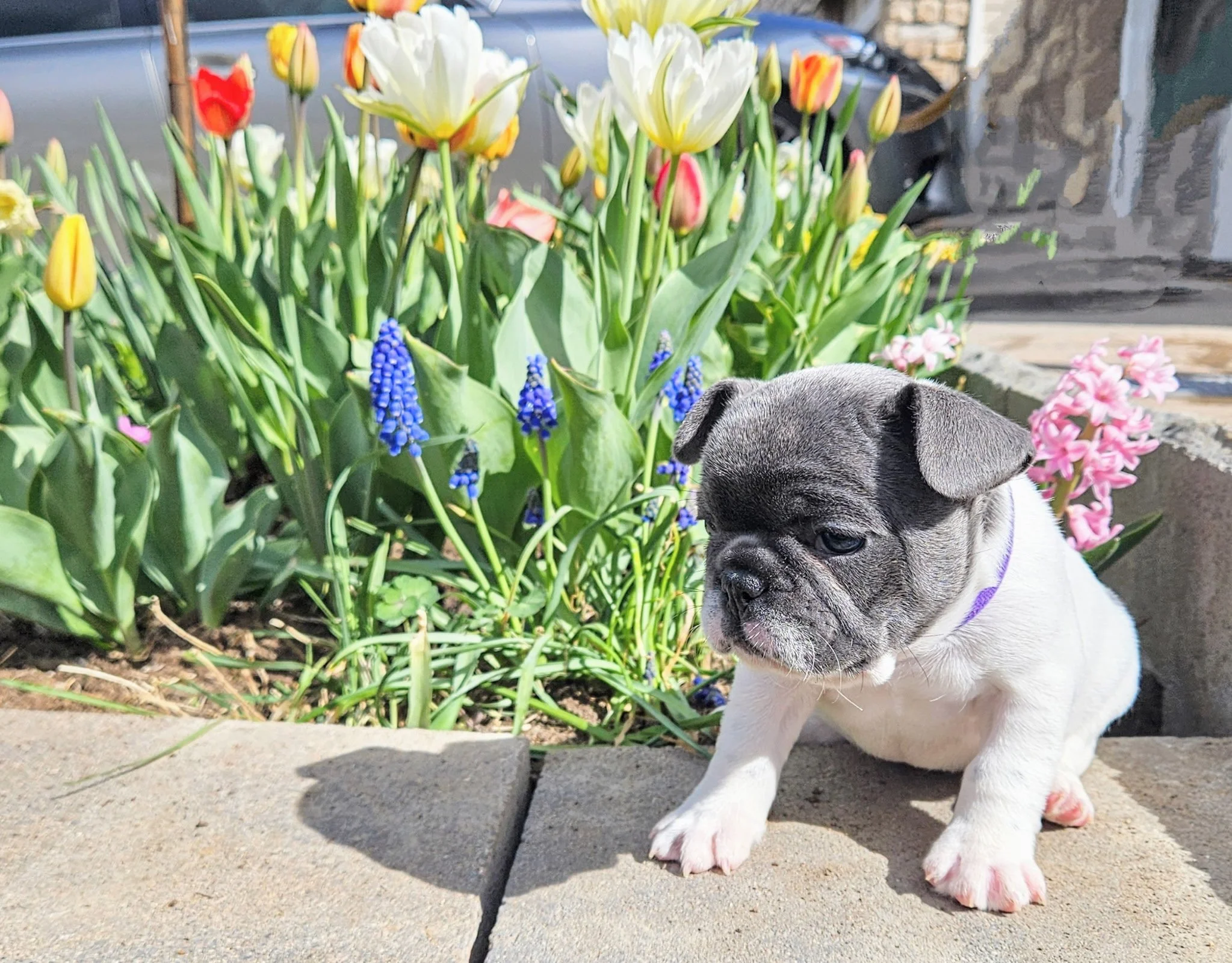 A puppy standing outdoors in front of blooming tulips and grape hyacinths.