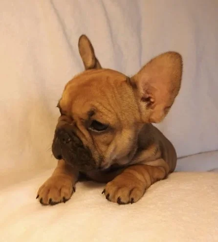 Cuddly French Bulldog puppy resting on a white surface with a soft background.