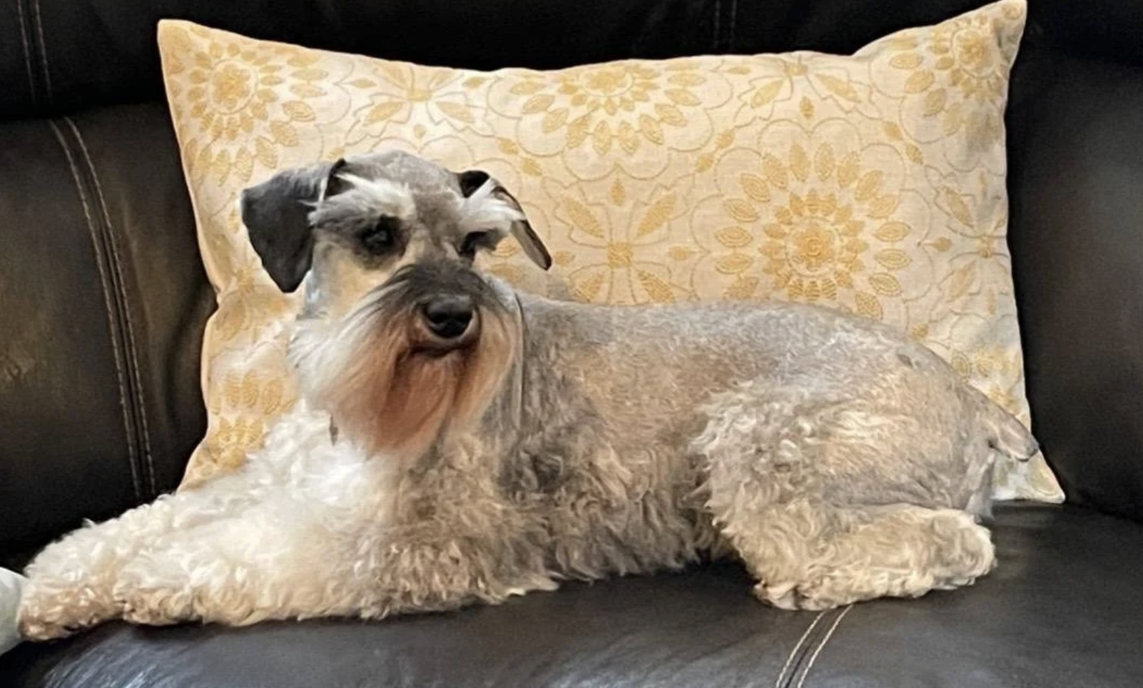 A wire-haired dog lying on a dark leather couch with a beige floral pillow behind it.