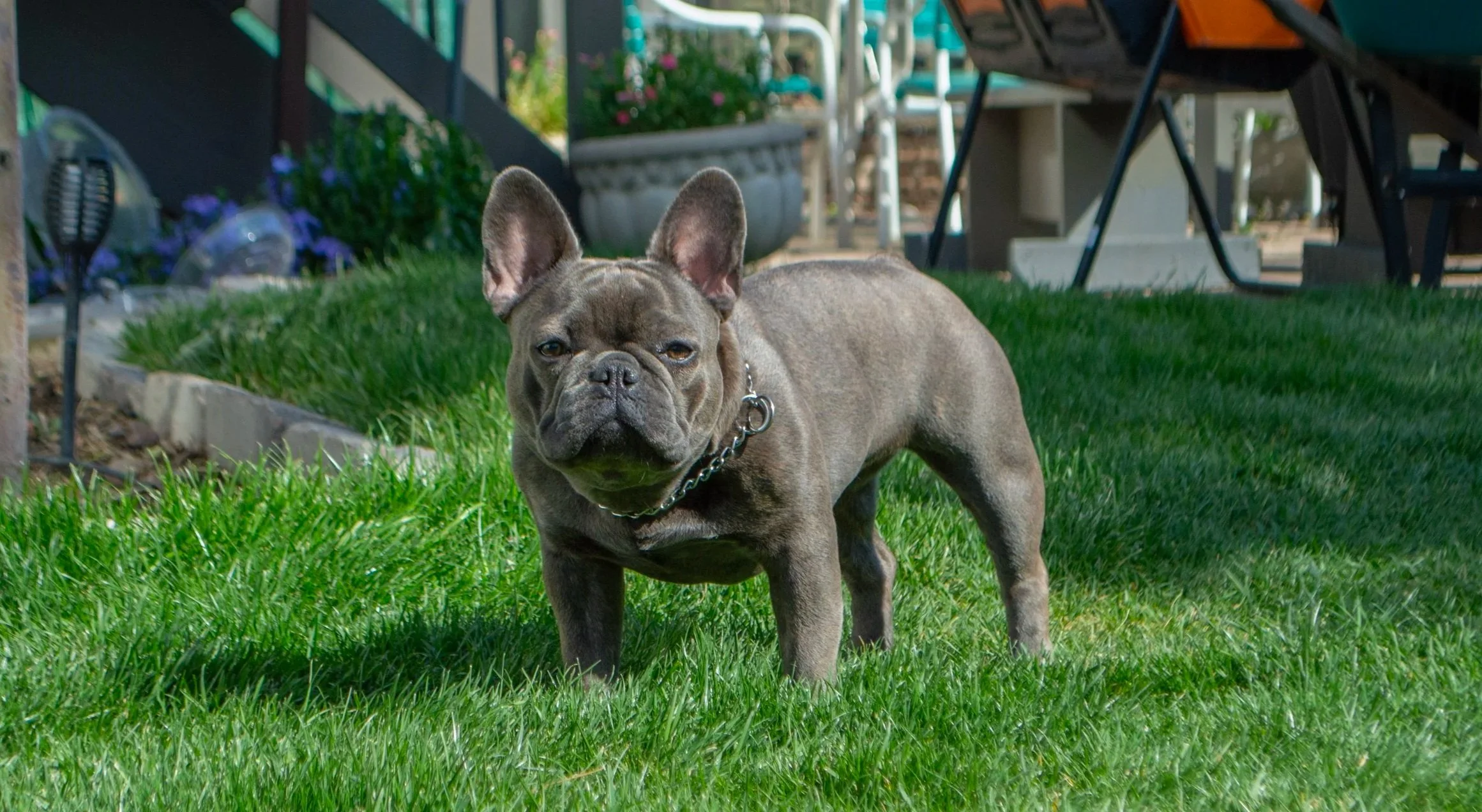 A French Bulldog standing on a grassy lawn with outdoor furniture and plants in the background.