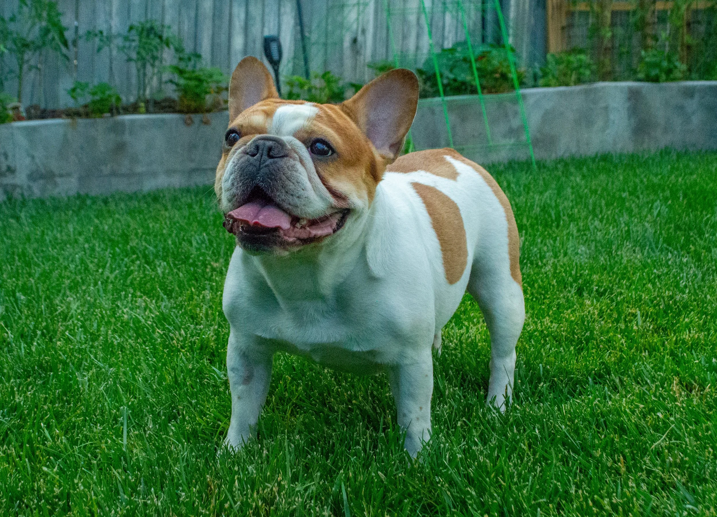 A French bulldog with a red and white coat standing on green grass in a backyard, looking at the camera with its tongue slightly out.