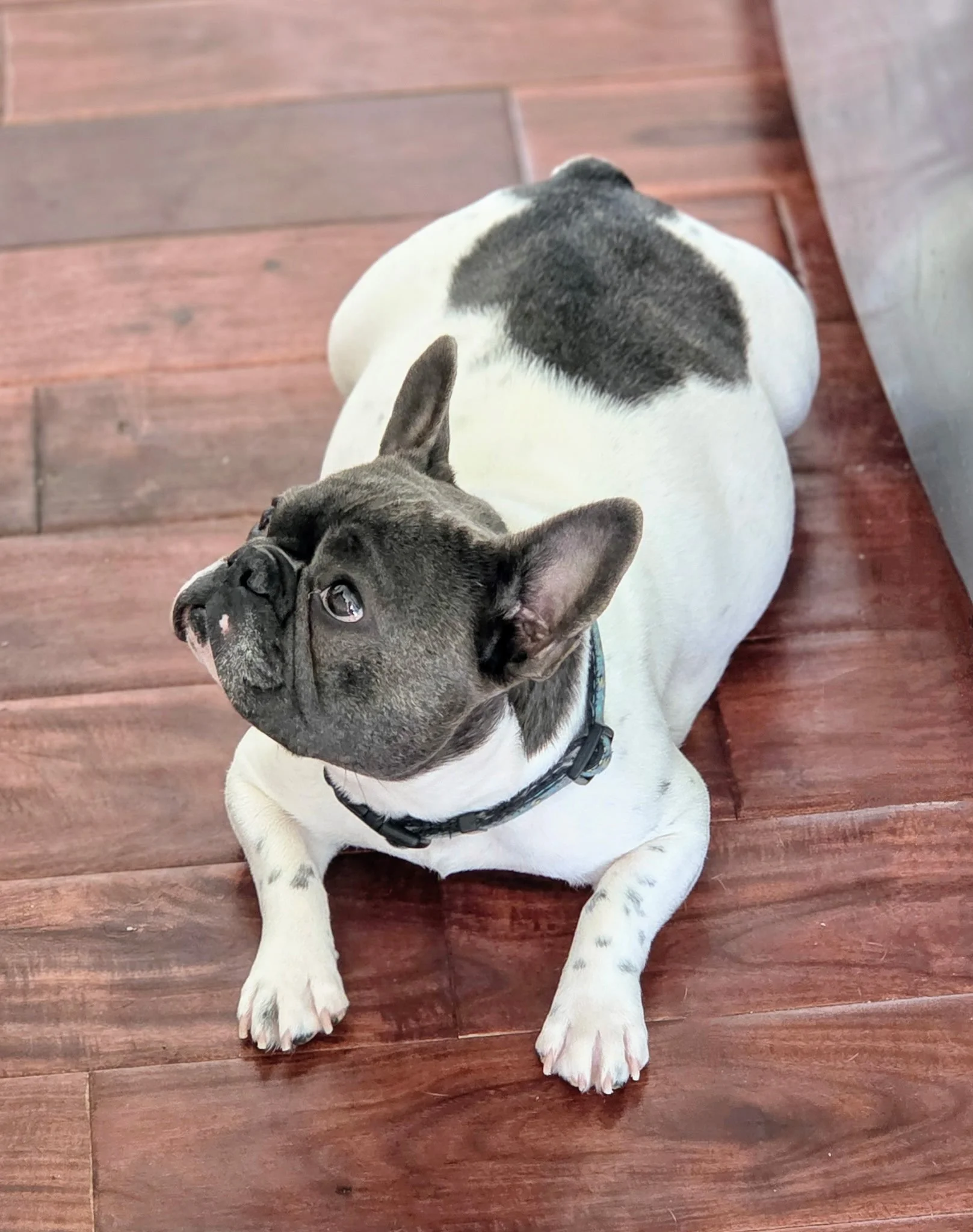 Top view of a French Bulldog laying on wooden floor, looking up, with a black collar.