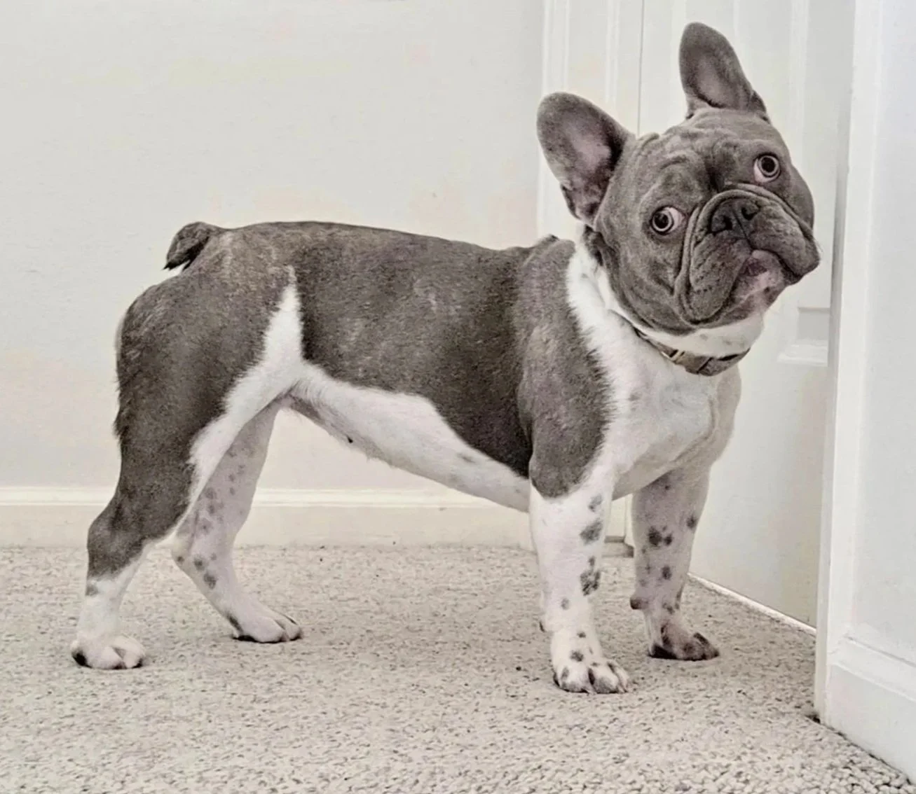 A French Bulldog standing on beige carpet, looking towards camera with ears perked up and head slightly tilted.