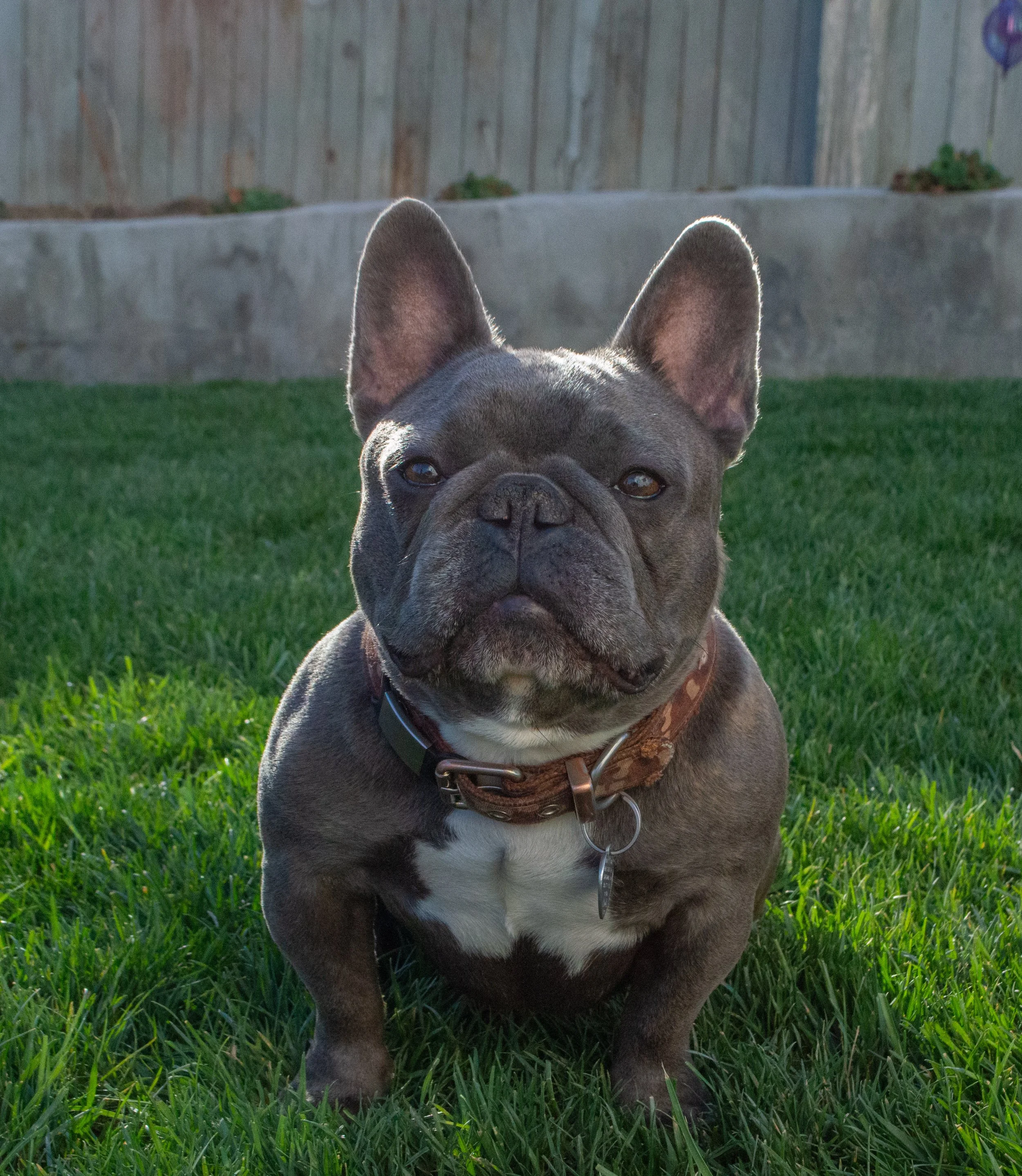 Close-up of a French Bulldog with blue fur and white chest sitting on green grass, wearing a brown collar, with a wooden fence and some plants in the background.