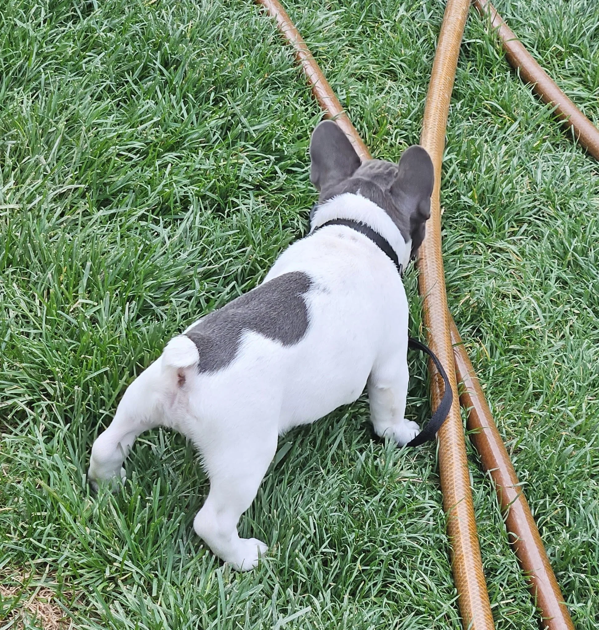 A dog with a white and gray coat walking through tall green grass, next to a rust-colored metal pipe on a farm or outdoor area.