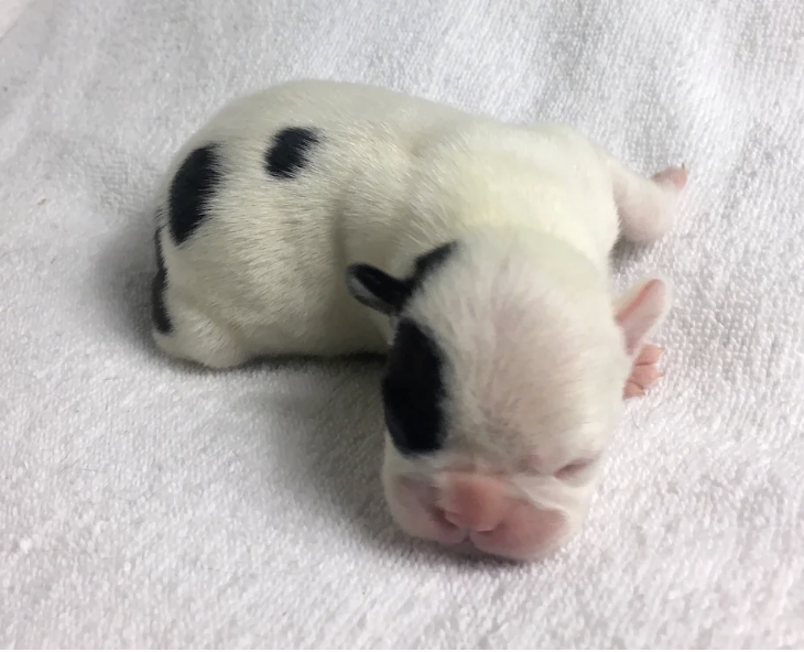A very young, newborn puppy with mostly white fur and black spots, sleeping on a soft white surface.