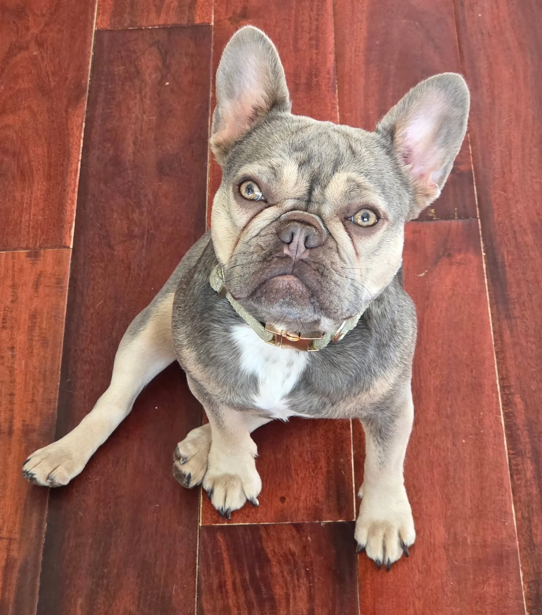 A French Bulldog puppy sitting on a wooden floor, looking up at the camera.