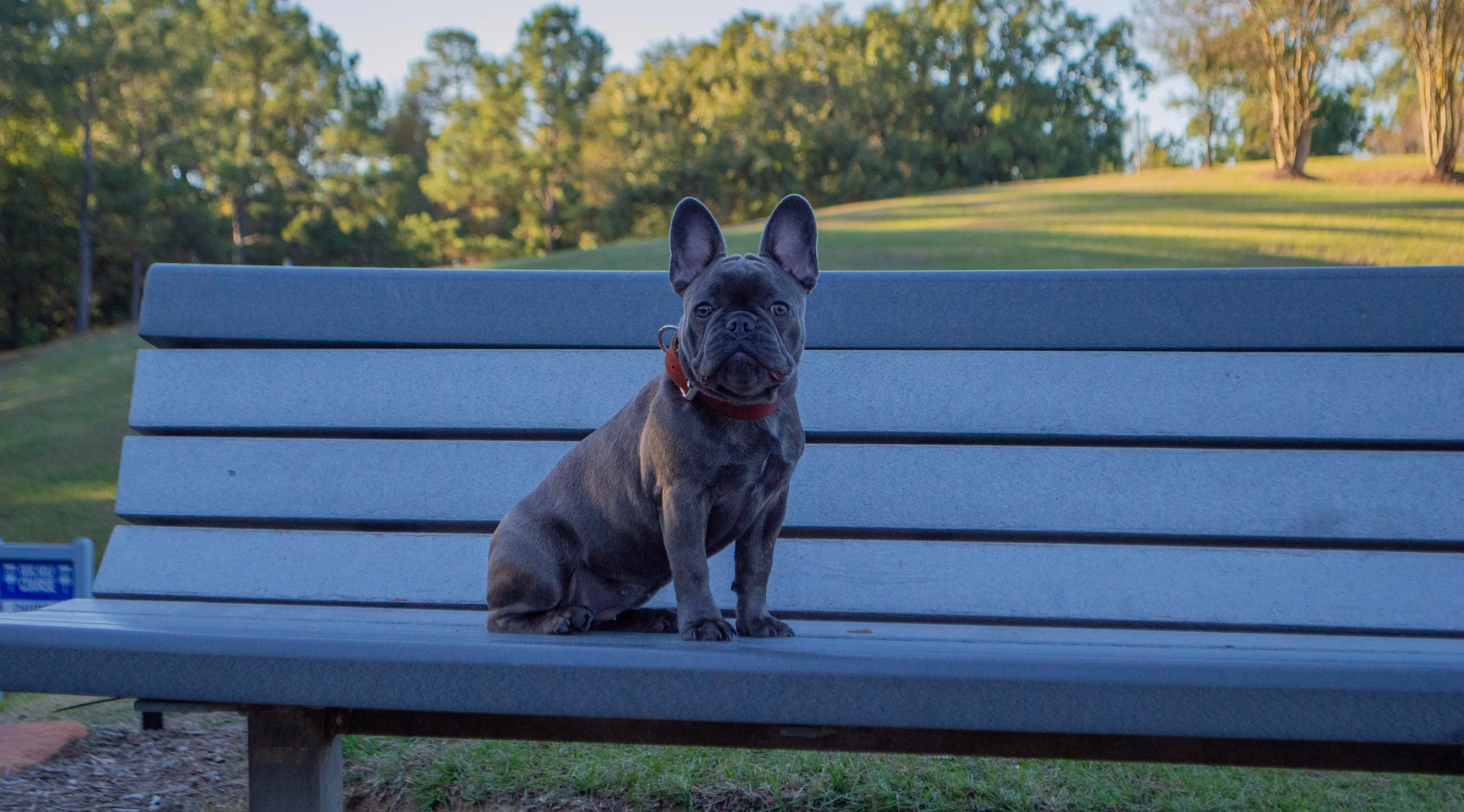 A brown French Bulldog sitting on a gray park bench outdoors with a background of green trees and grass.