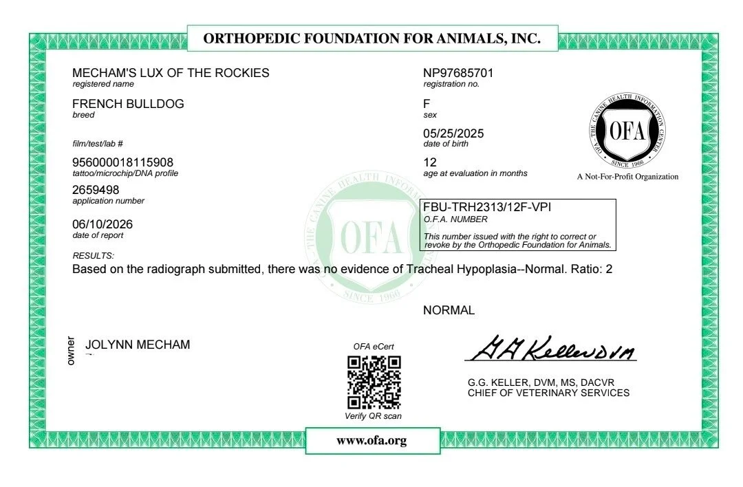 Veterinary certificate for a French Bulldog named Mecham's Lux of the Rockies, issued by the Orthopedic Foundation for Animals, indicating no evidence of Tracheal Hypoplasia.