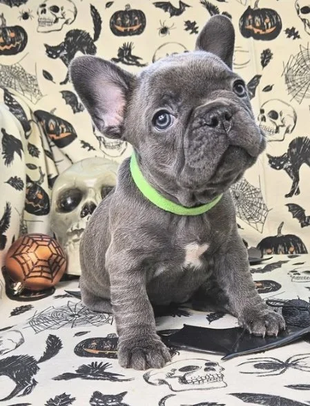 A cute gray French Bulldog puppy with blue eyes wearing a green collar, sitting in front of a Halloween-themed background with skulls, bats, spider webs, and pumpkins, surrounded by Halloween decorations.