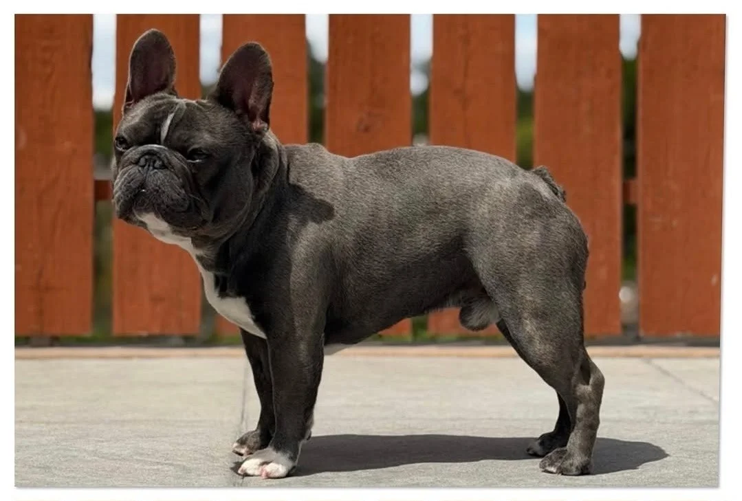 A French Bulldog puppy standing outdoors on a patio with a wooden fence in the background.