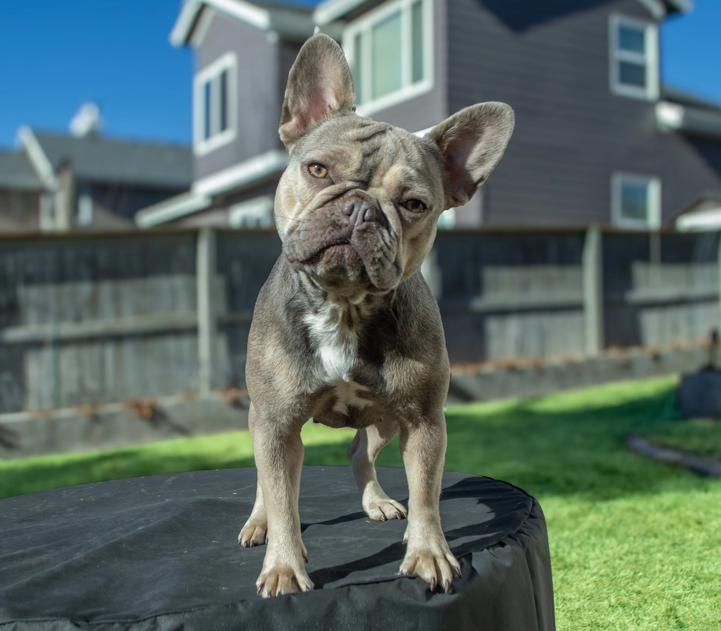 A bulldog standing on a trampoline in a backyard with a house and blue sky in the background.