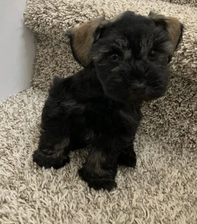 A small black and brown puppy with floppy ears sitting on beige carpeted stairs.