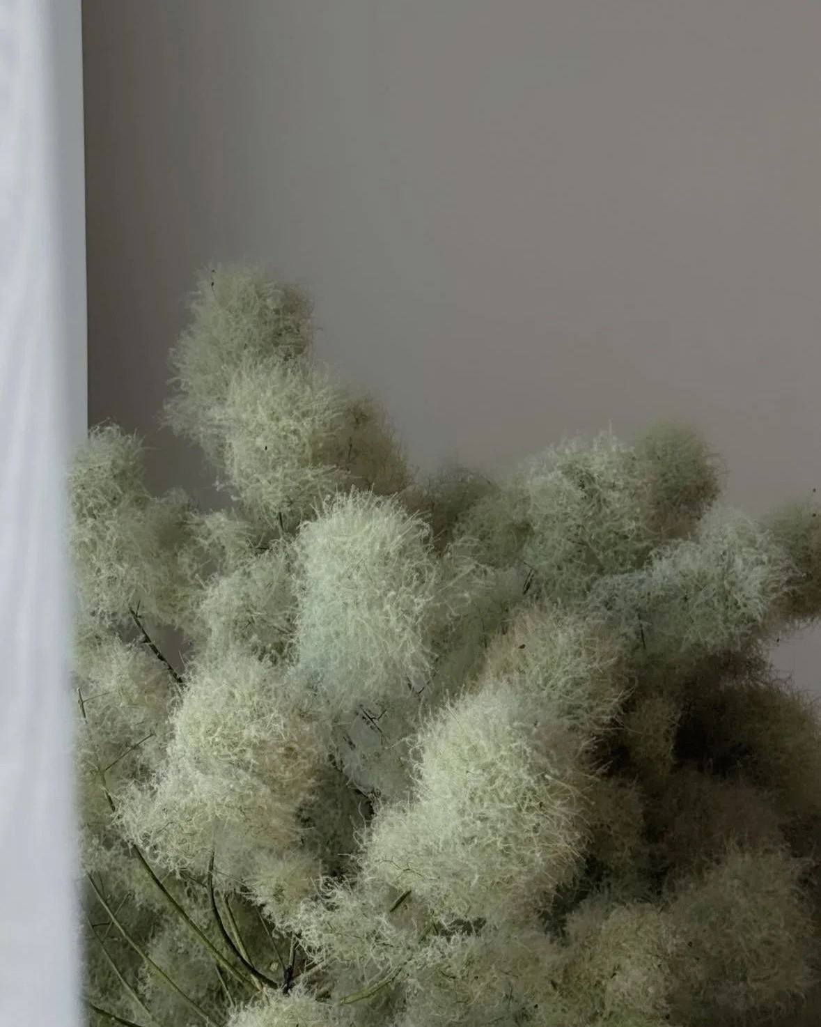Close-up of white, fluffy, fuzzy flowers or plant with thin black stems against a plain background.