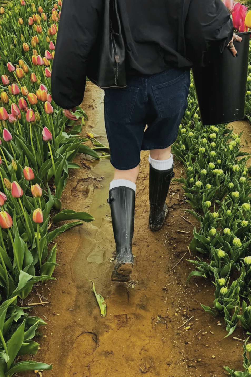 A person walking through a tulip field wearing black rain boots, dark shorts, a black jacket, and white socks, carrying a black bucket.