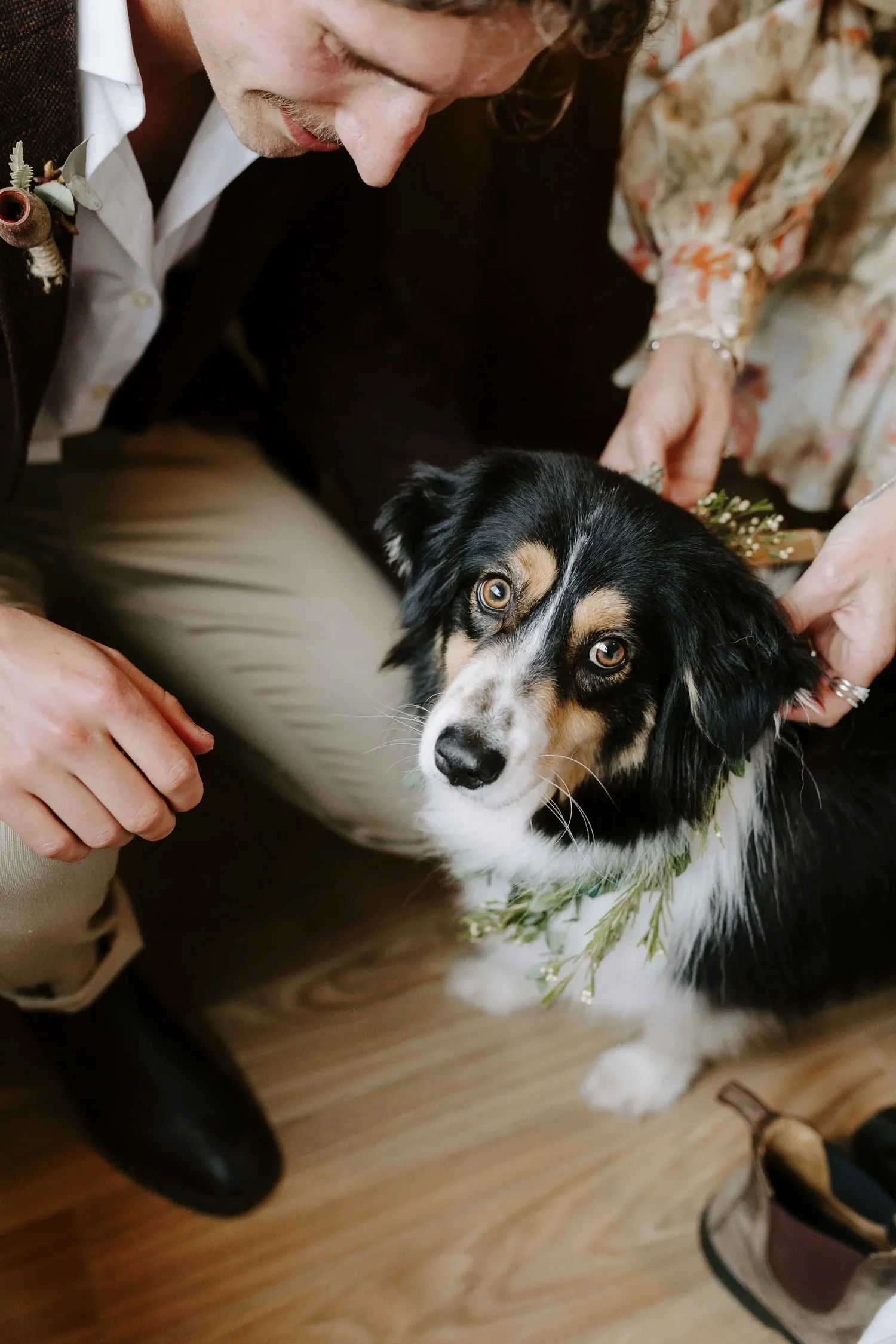 A person in formal attire holding a black, white, and brown Australian Shepherd dog with striking eyes. The person is looking down at the dog, which is wearing a floral wreath or garland around its neck.