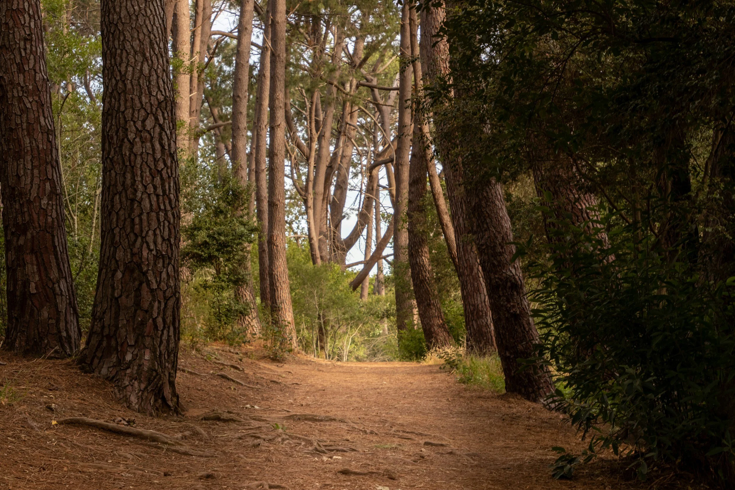 Forest trail representing outdoor environments where tick exposure may occur