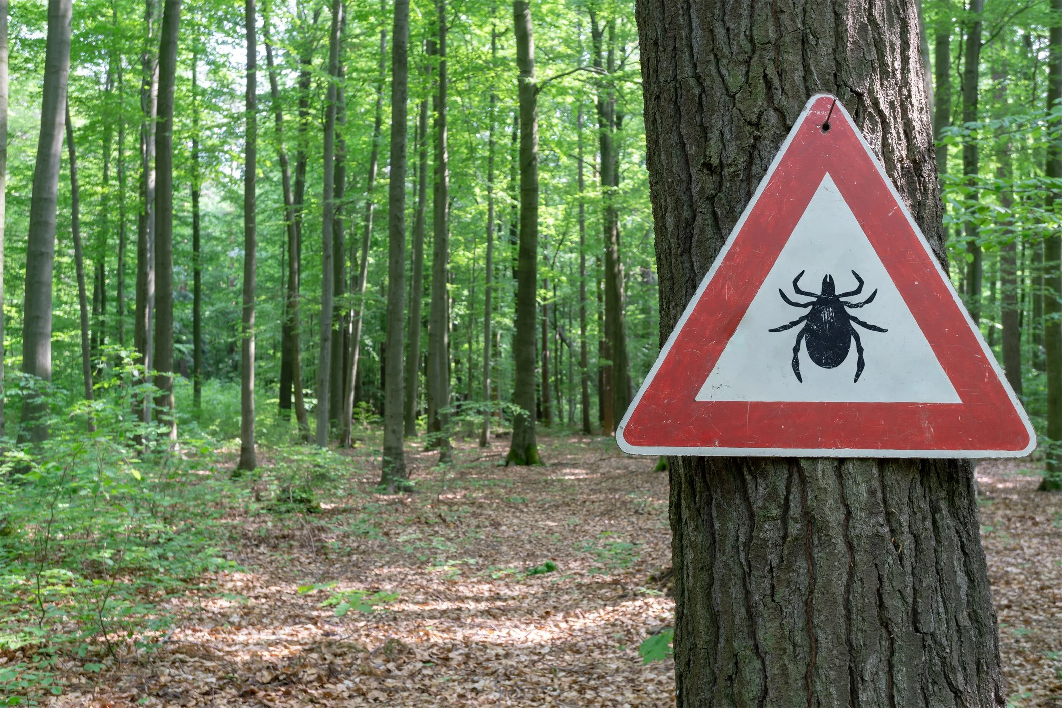 Tick habitat in wooded forest where Lyme disease ticks may be found