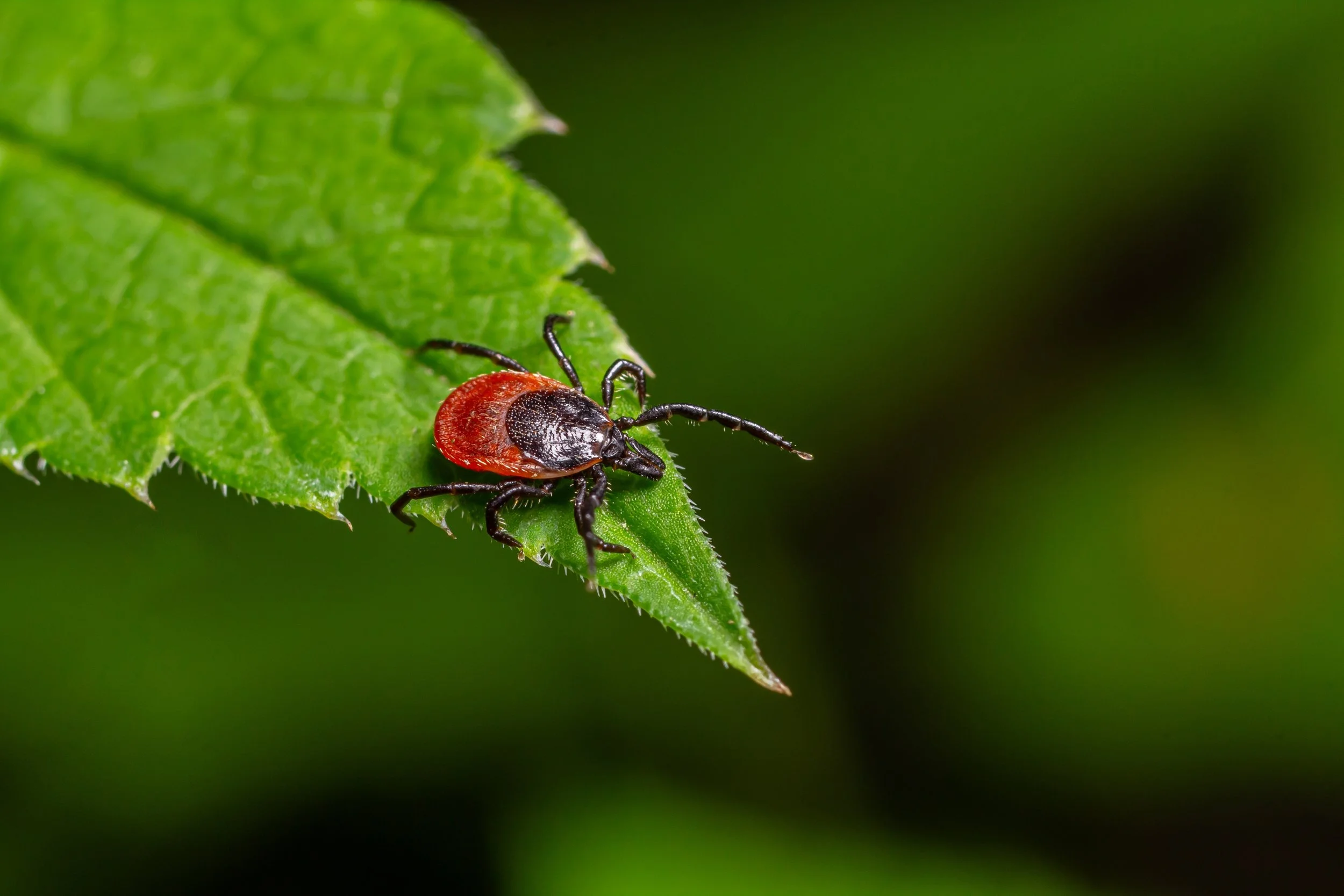 Blacklegged tick on vegetation, illustrating tick exposure and Lyme disease risk