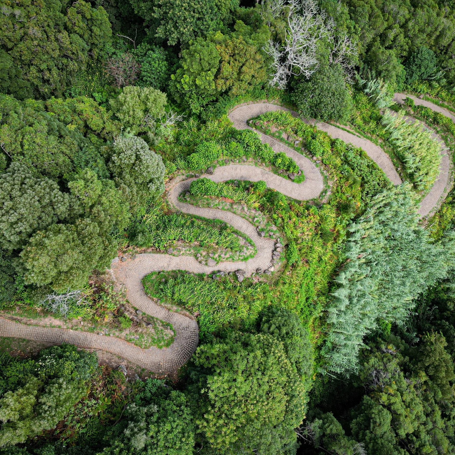 Winding path through the woods representing Lyme disease medical journey