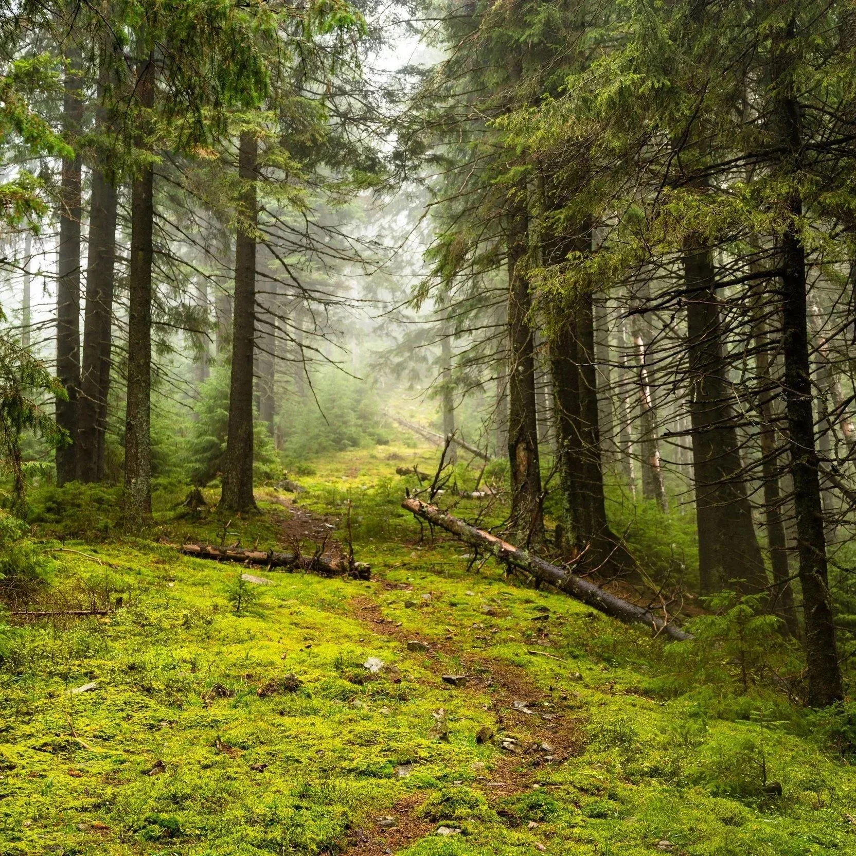 Forrest where Lyme disease ticks live