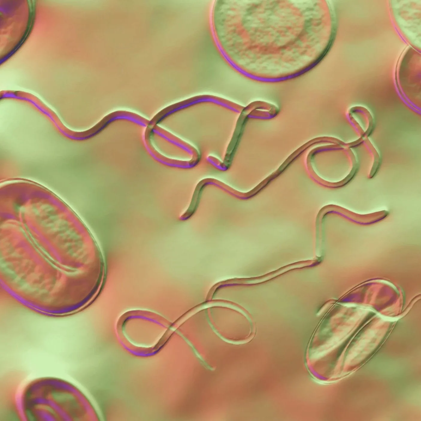 Microscopic image illustrating Lyme disease spirochetes (Borrelia species)