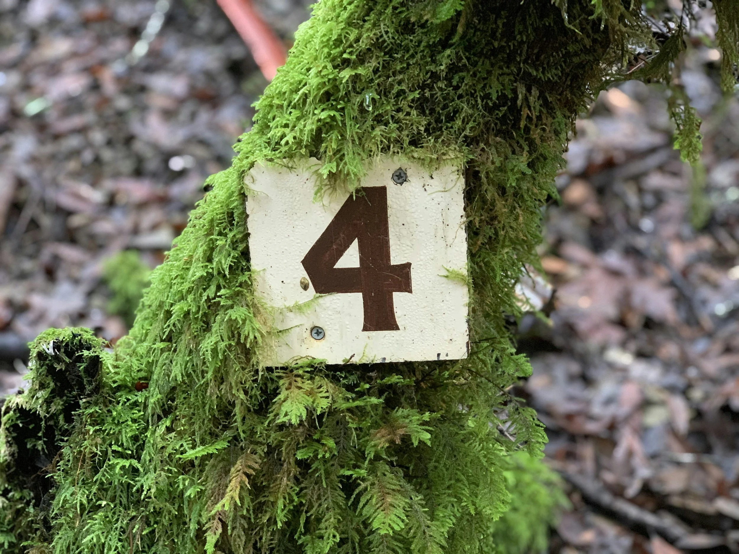 Close-up of a tree trunk covered in green moss with a white sign marked with the number 4 attached to it.